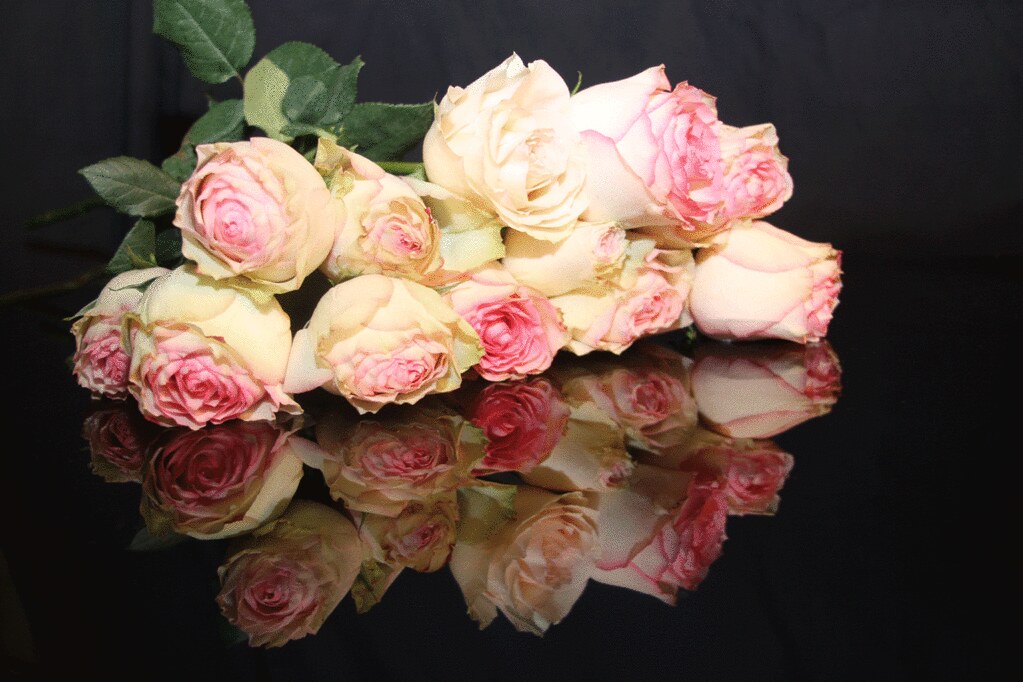 Soft pink roses and stationery